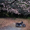 早咲きの桜と、バイク写真☆YAMAHA SR125