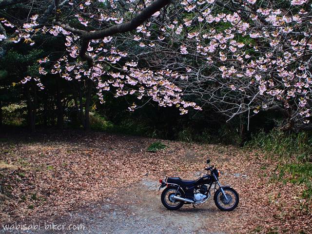 桜とバイクのある風景