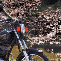 オートバイと桜