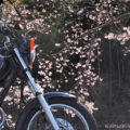 【桜とバイク】時代劇の「必殺シリーズ」は写真撮影の参考になるのか？