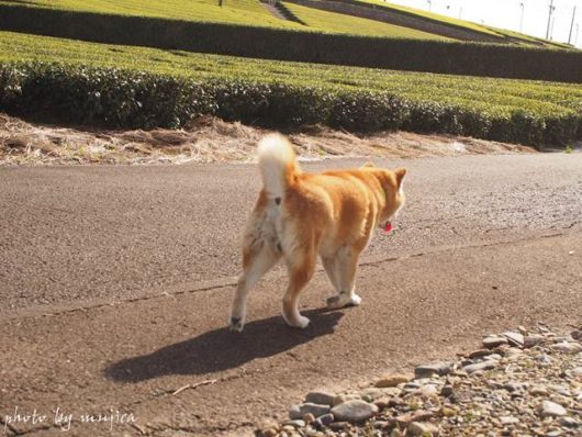 茶畑を散歩する犬