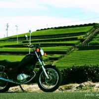 茶畑とオートバイ