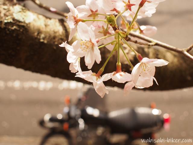 上から見た桜とオートバイ