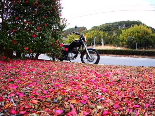 山茶花の花びらとオートバイ