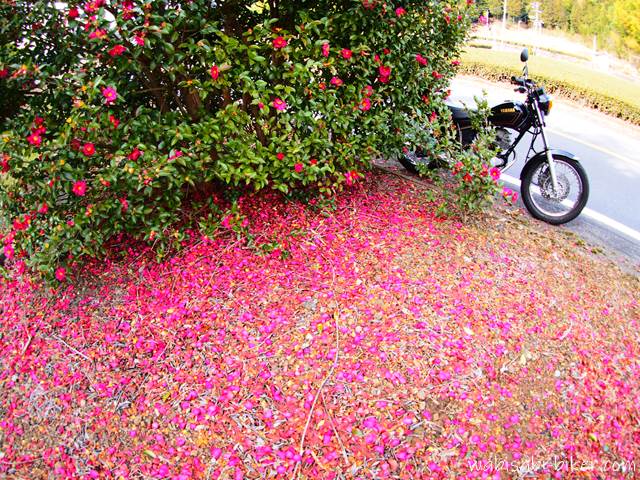 バイク写真 サザンカの花びらとオートバイ