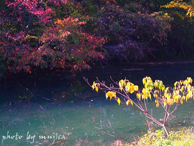 畑無の池と紅葉