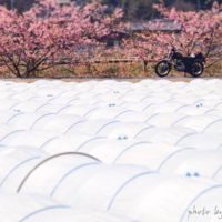 ビニールハウス越しの桜とバイク
