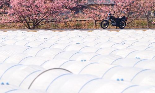 ビニールハウス越しの桜とバイク