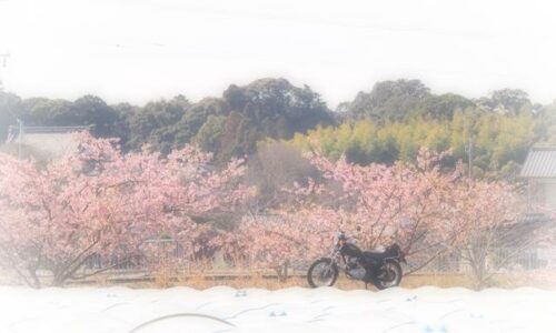 レタスのビニールハウス越しの桜とバイク