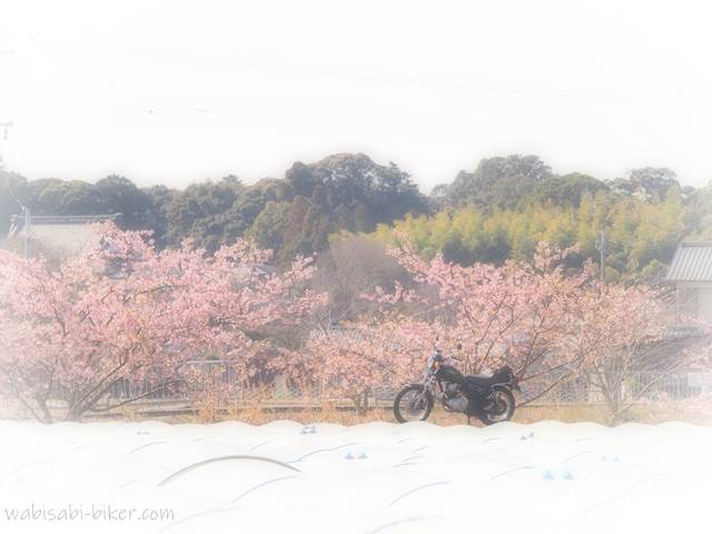 早咲き桜とオートバイとビニールハウス