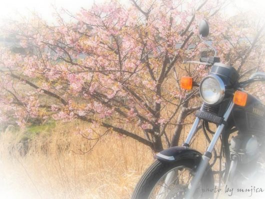 桜とオートバイ