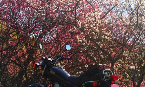 紅白の梅とオートバイ