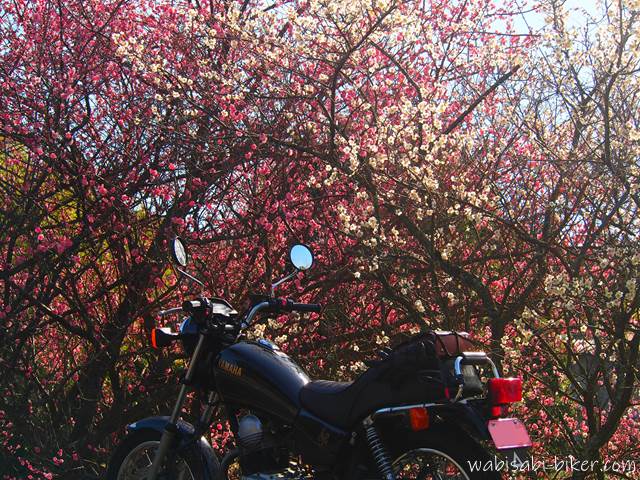紅白の梅とオートバイ