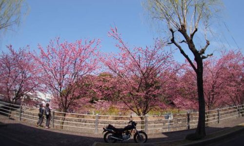 掛川桜とバイクのある風景