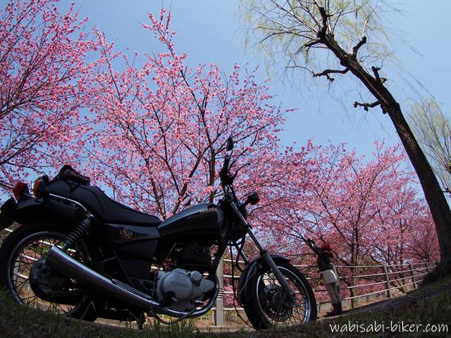 オートバイと掛川桜