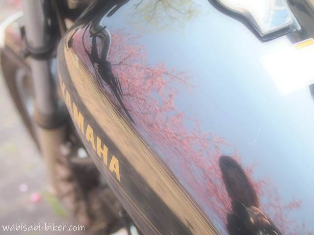 バイクのタンク  桜の写り込み
