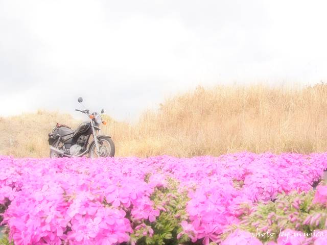 芝桜とオートバイ