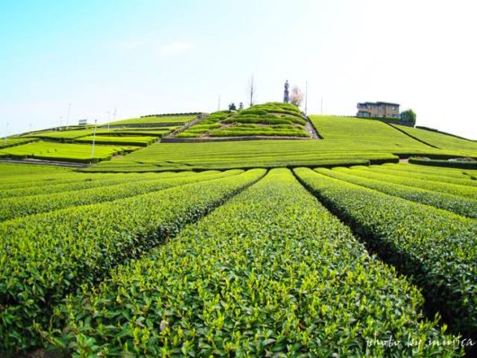中条景昭像公園　茶畑の新芽