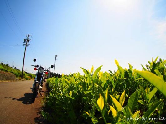 茶畑とバイクのある風景