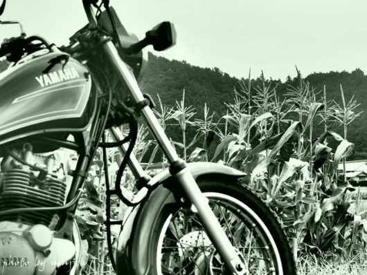 バイクとトウモロコシ畑