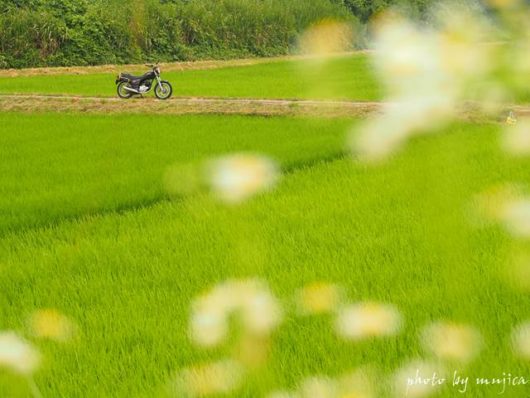 野花咲く田園とバイクのある風景