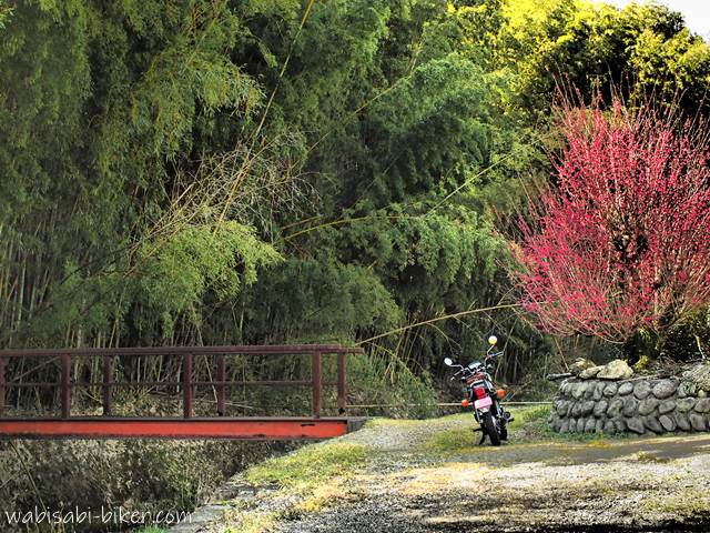 紅梅と赤い橋とオートバイ