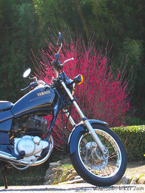 バイク写真 紅梅とオートバイ