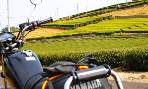 新緑の茶畑とオートバイ