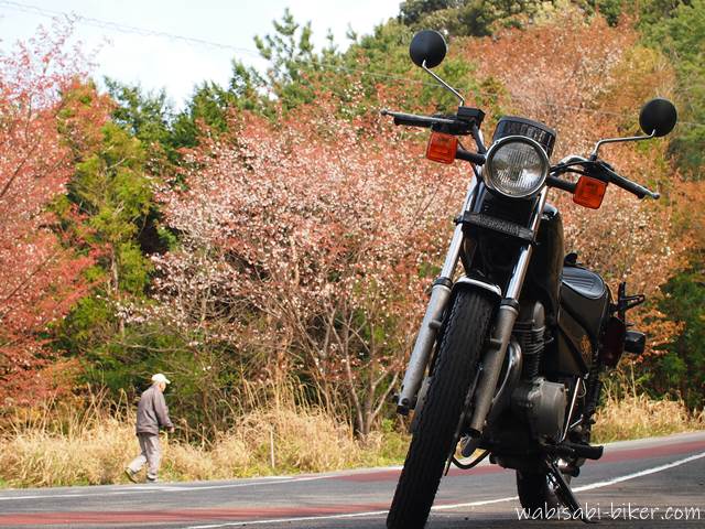 バイクと桜と散歩する男性