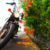 石垣沿いに這うノウゼンカズラの橙の花。その散り落ちた花びらが路面を染め、そこへバイク(ビラーゴ250)が斜めに構えている。