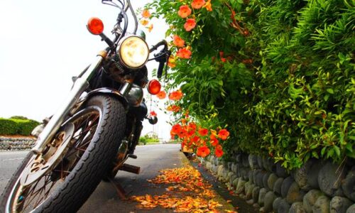 石垣沿いに這うノウゼンカズラの橙の花。その散り落ちた花びらが路面を染め、そこへバイク(ビラーゴ250)が斜めに構えている。