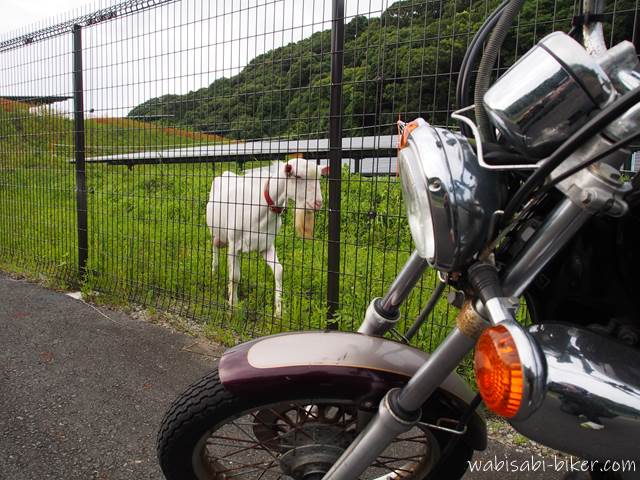 オートバイとメガソーラー施設内のヤギ