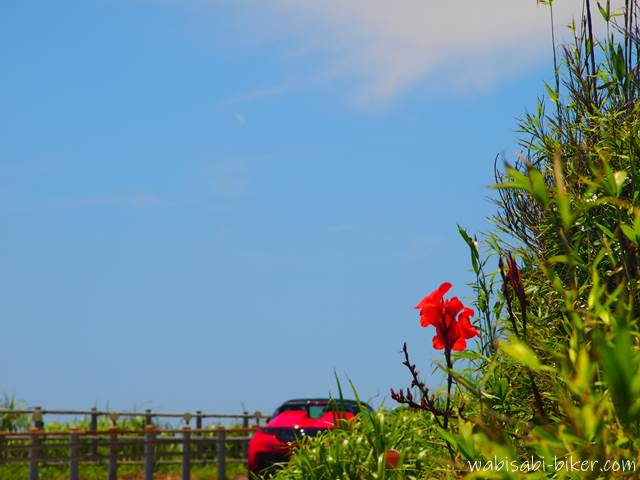 赤い花と車がある海岸道路