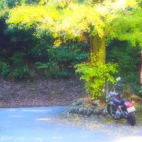 イチョウの黄葉とオートバイ