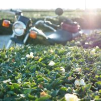 お茶の花とオートバイ