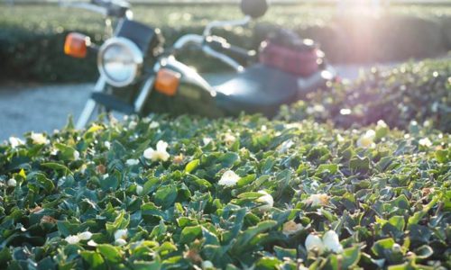 お茶の花とオートバイ