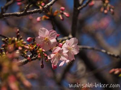 早咲き桜