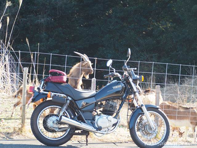 バイクとヤギ