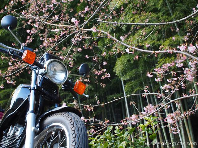 オートバイと早咲き桜と竹