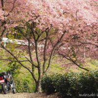 満開の早咲き桜とオートバイ
