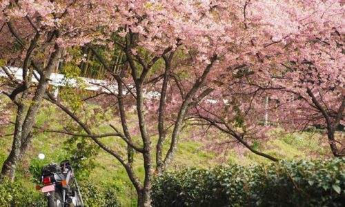 満開の早咲き桜とオートバイ