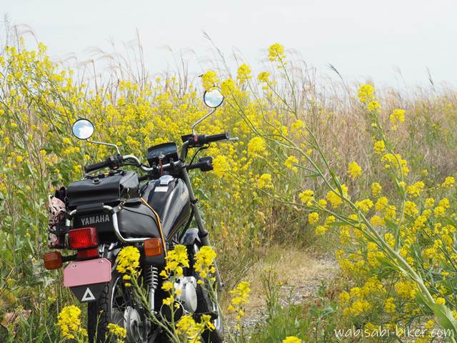 ダートに咲く菜の花とオートバイ