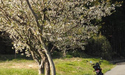 白い桜とオートバイ