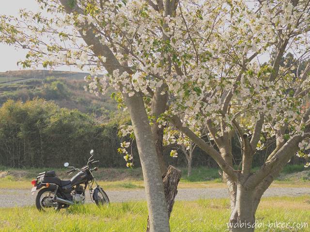 白い桜とオートバイ