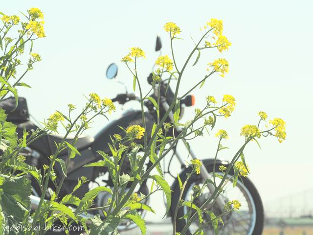菜の花とバイク