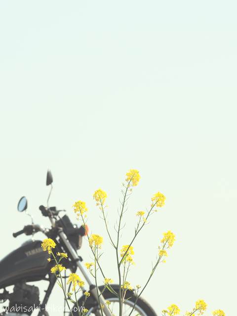 菜の花とバイク