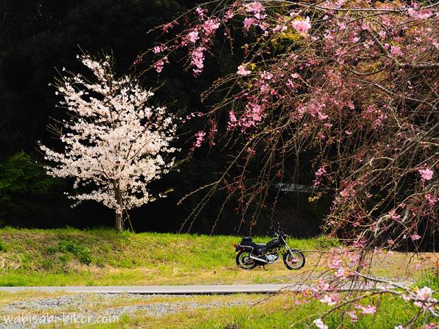 一本桜としだれ桜とオートバイ