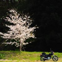 1本桜とオートバイ