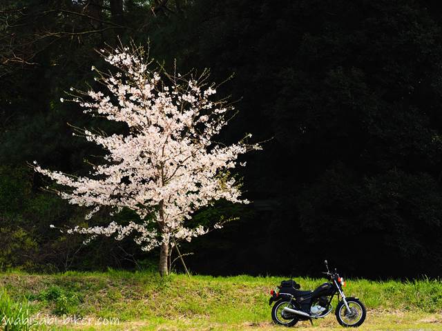 1本桜とオートバイ