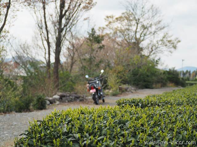 茶畑の新芽とバイク